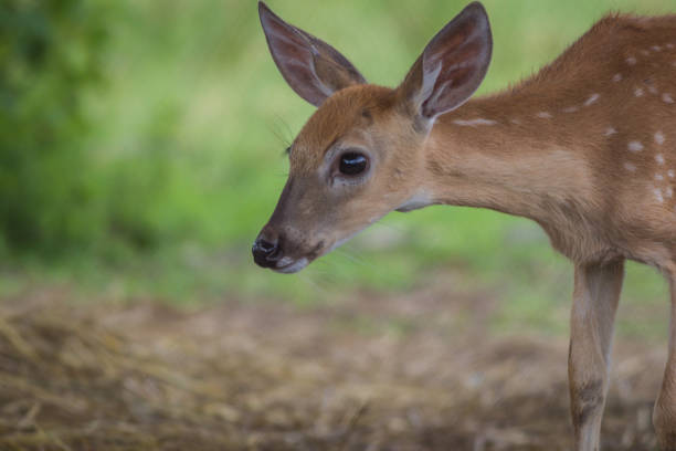 istock Young deer standing in grass on a sunny summer afternoon 1164882567