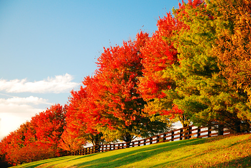 Brilliant reds and oranges burst onto fall trees along the edge of a farm
