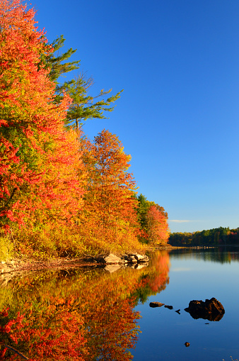 Lake with blue water. Pond. Autumn natural background. Yellow autumn foliage. Beautiful nature. Fairy forest. Sunny day