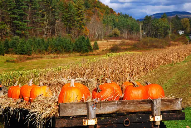 Photo of Pumpkins adorn a trailer at a roadside farm in New England