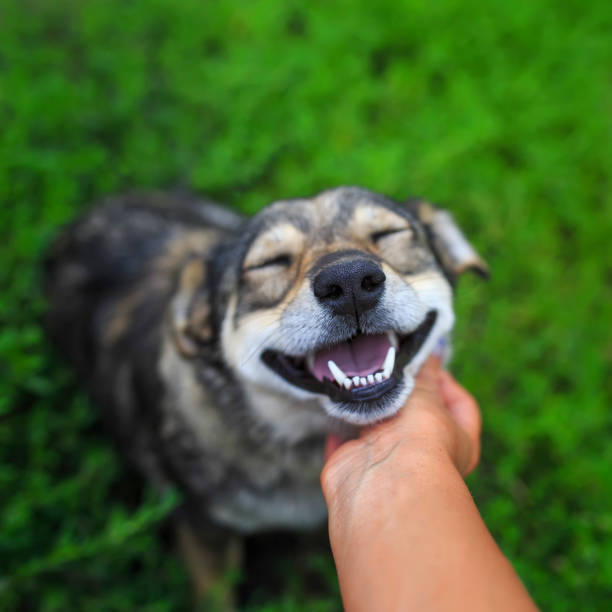 beautiful brown dog put his head on the palm of the person and friendly looking with love on a background of green grass in the summer - acariciar imagens e fotografias de stock