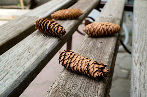 four fir cones are on a wooden bench, a bench of slats