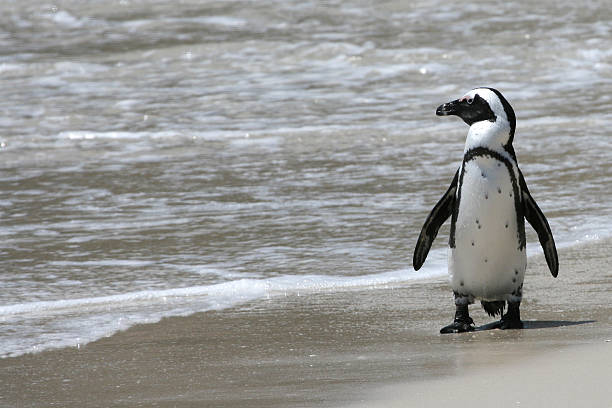 istock Penguin looking at the wide ocean 116488401