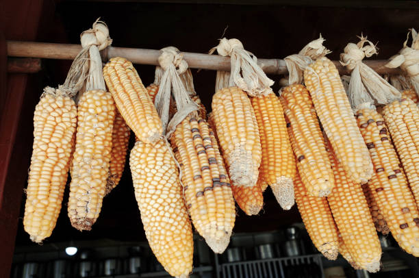 istock Close up Corn Dry in the Sun Hanging on Carry Pole 1164884187