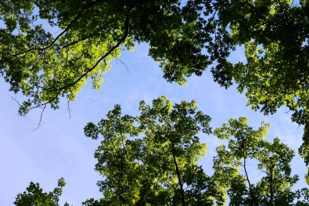 istock Green Leaves Blue Sky 1164884265