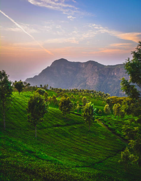 hermosa plantación de té verde, munnar - kerala fotografías e imágenes de stock
