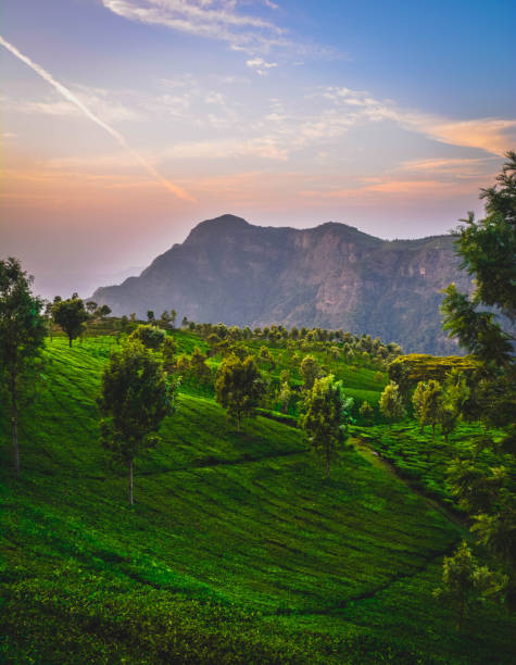 istock Beautiful Green Tea plantation, Munnar 1164884307