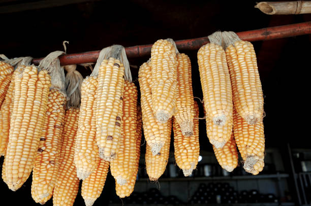 istock Corn Dry in the Sun Hanging on Carry Pole 1164885135