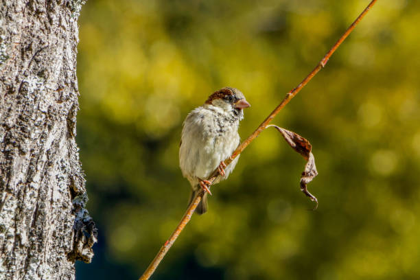 istock Sparrow in New Zealand. 1164885412