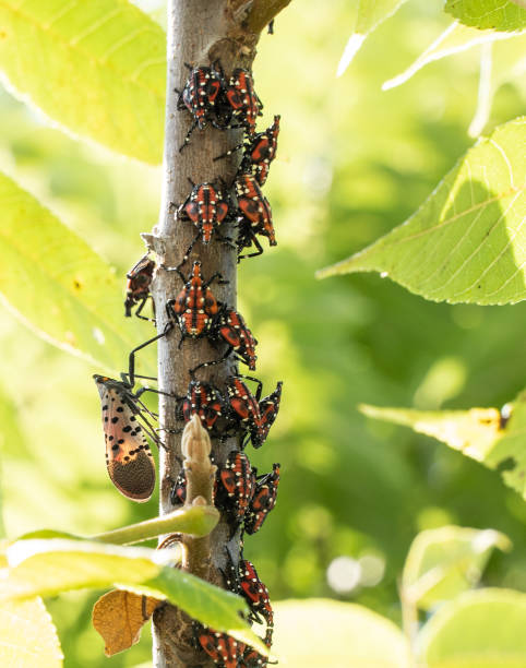 lanternfly manchado, estágio vermelho da ninfa, condado de berks, pensilvânia - introduced species - fotografias e filmes do acervo