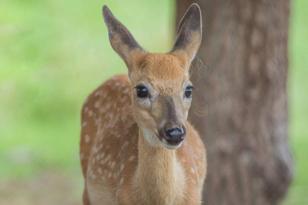 istock Young deer standing in grass on a sunny summer afternoon 1164885693