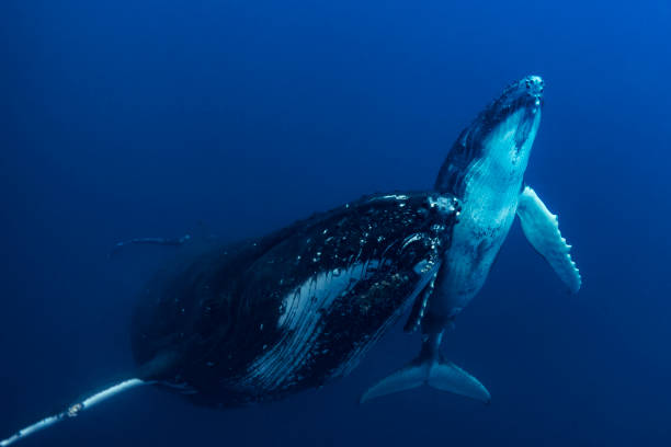 istock A Mother and Calf Humpback Whale in Blue Water 1164886464