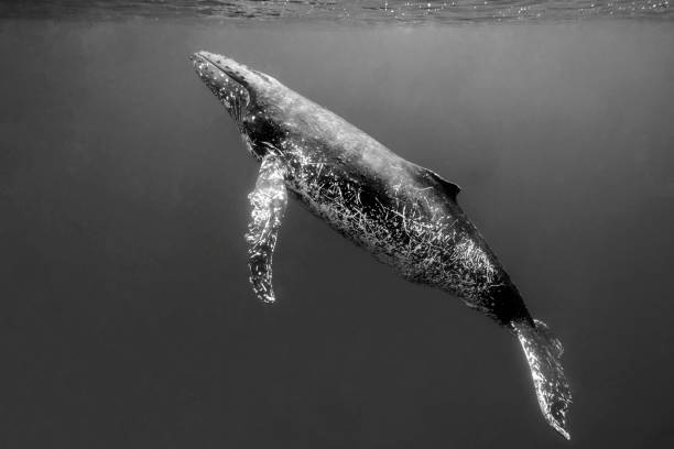 une baleine à bosse adulte nage à la surface - vavau islands photos et images de collection