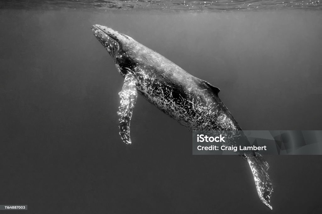 An Adult Humpback Whale Swims to the Surface A black and white image of a large humpback whale swimming to the surface as seen from underwater in the waters off Tonga in the Pacific Ocean Humpback Whale Stock Photo