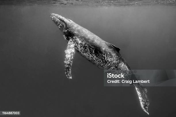 An Adult Humpback Whale Swims To The Surface Stock Photo - Download Image Now - Humpback Whale, Whale, Underwater