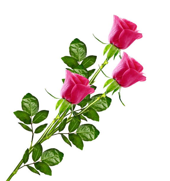 istock The buds of flowers roses. 1164887053