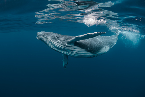 Una ballena jorobada bebé juega cerca de la superficie en agua azul photo