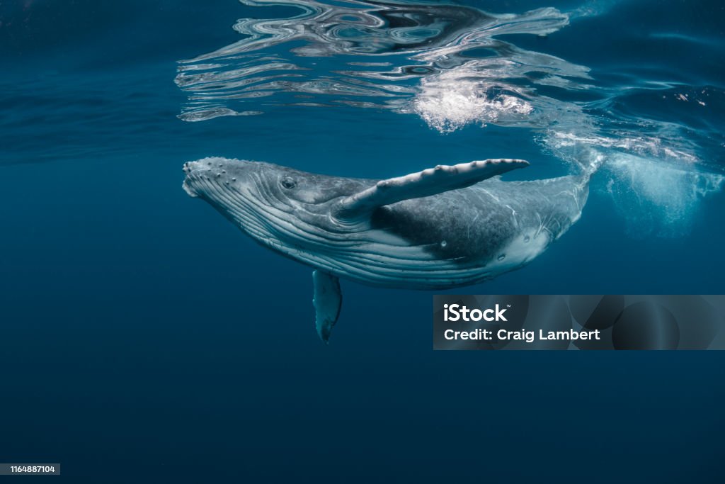 A Baby Humpback Whale Plays Near the Surface in Blue Water A baby humpback whale plays as it swims near the surface in blue water off Tonga in the Pacific Ocean Whale Stock Photo