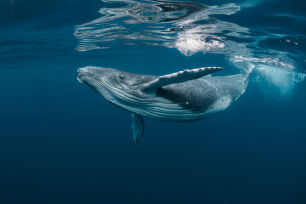 A Baby Humpback Whale Plays Near the Surface in Blue Water A baby humpback whale plays as it swims near the surface in blue water off Tonga in the Pacific Ocean marine life stock pictures, royalty-free photos & images