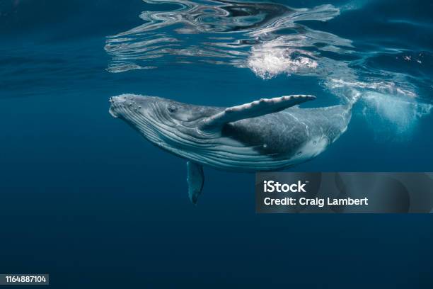 A Baby Humpback Whale Plays Near The Surface In Blue Water Stock Photo - Download Image Now
