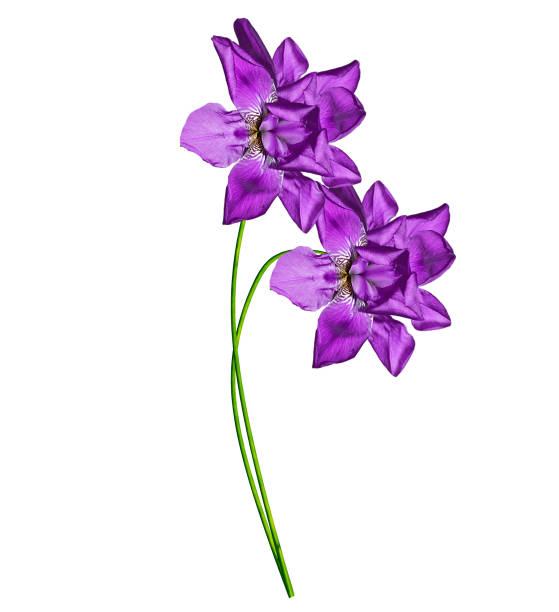 spring flowers  iris isolated on white background. beautiful flowers
