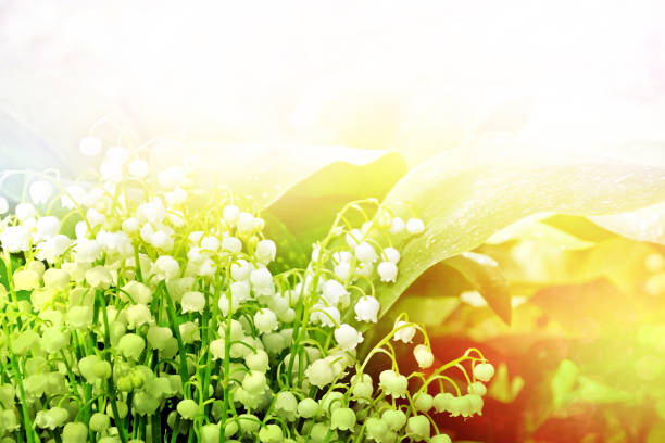 istock flowers lily of the valley 1164887759