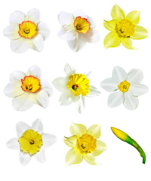 istock bouquet of spring flowers. 1164887857