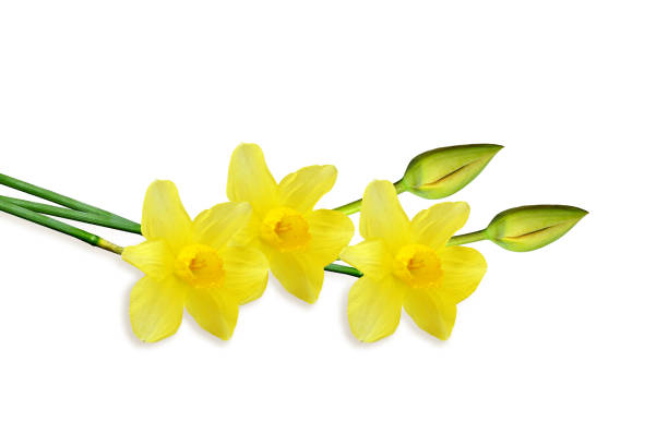 bouquet de fleurs de printemps. - daffodil bouquet isolated on white petal photos et images de collection
