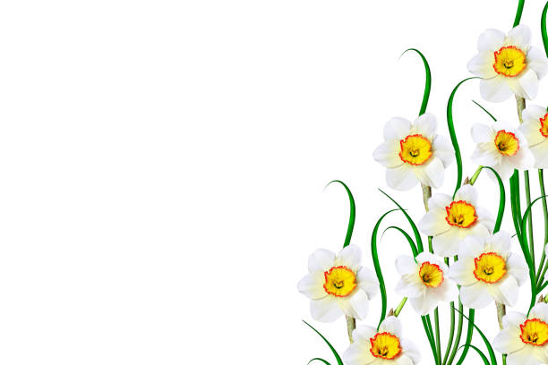 spring flowers narcissus isolated on white background