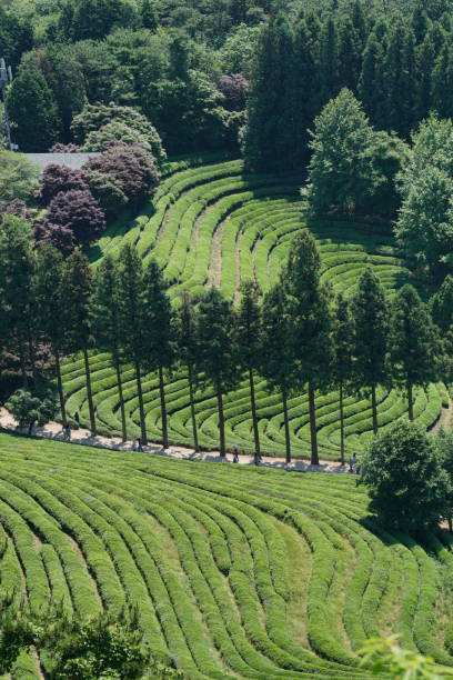 istock Green tea farm in summer 1164887981
