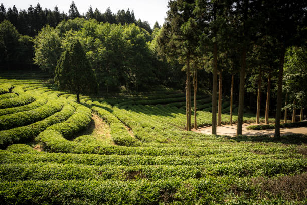 istock Green tea farm in summer 1164888019