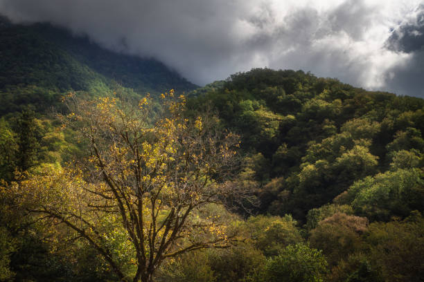 istock dramatic sky in the autumn mountains overgrown with forest 1164889577