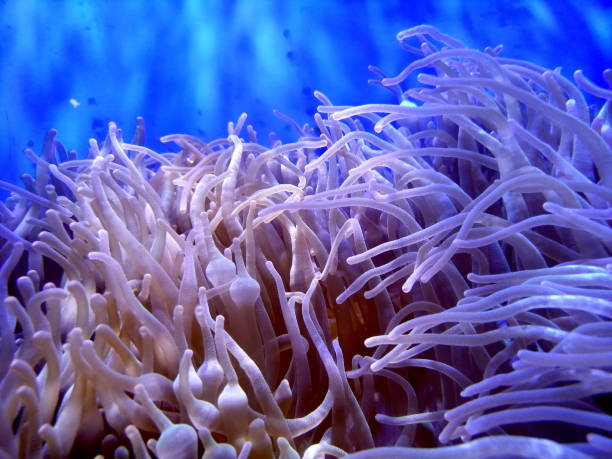 istock sea,ocean coral reef in nature under water 1164889898