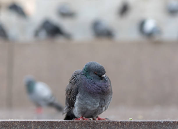 istock Pigeon on the central  square, Milano 1164891034