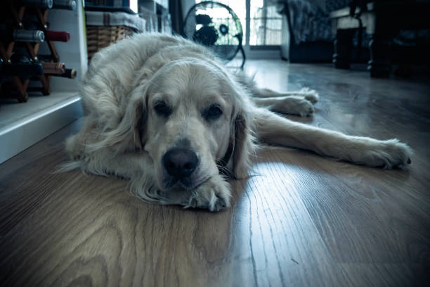 Home sweet home with my dog