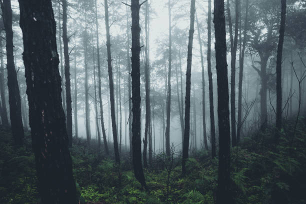 istock In the mist and rain forest, darkness 1164892950
