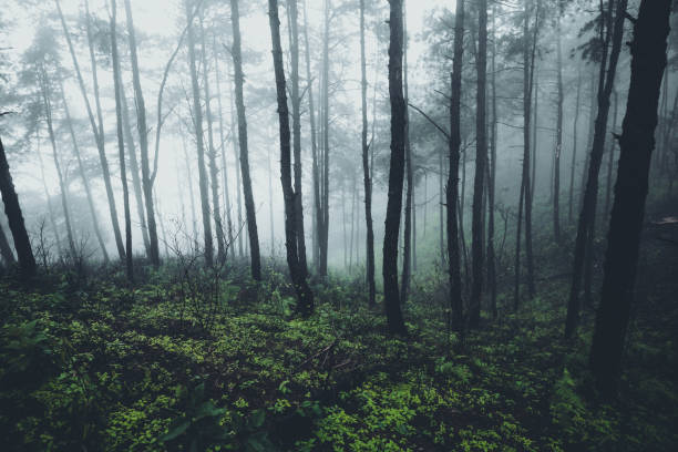 istock In the mist and rain forest, darkness 1164893055