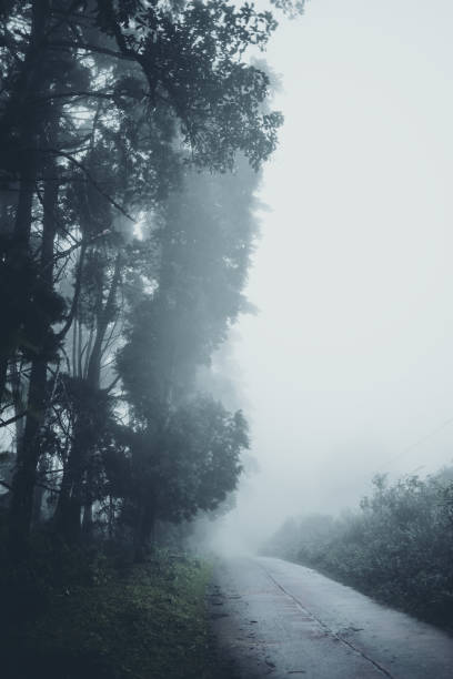 istock In the mist and rain forest, darkness 1164893071