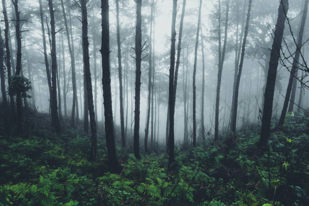 w mgle i lesie deszczowym ciemność - forest transylvania rain fog zdjęcia i obrazy z banku zdjęć