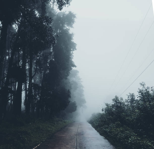 istock In the mist and rain forest, darkness 1164893753