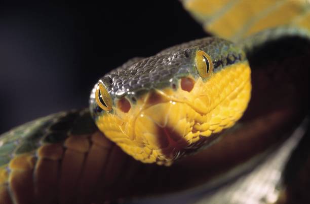 istock Trimeresurus Gramineus. Bamboo Pit Viper. Venomous. Maharashtra, India. 1164894483