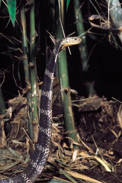 ophiophagus hannah. rei cobra. venenosa. katraj snake park, pune, maharashtra, índia. - king cobra cobra snake india - fotografias e filmes do acervo