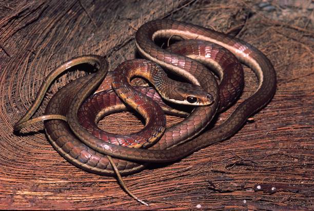 istock Dendrelaphis Tristis. Bronzeback on palm leaf. Non venomous. Maharashtra, India. 1164895145