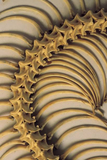 istock Vertebrae and ribs of a python (Python Molurus Bivittatus). Arunachal Pradesh, India. 1164895212