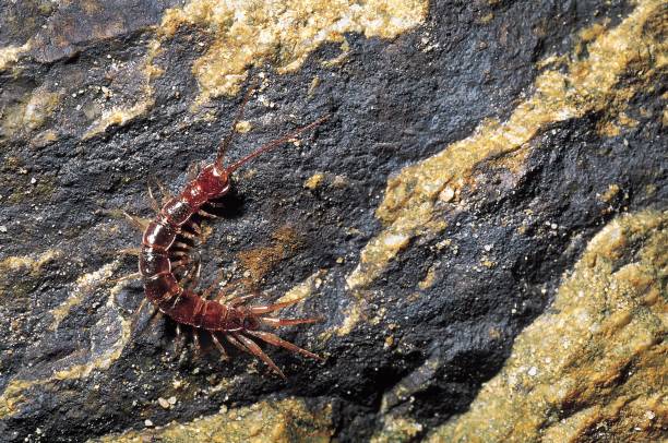 istock Lithobiomorph Stone centipede. Arunachal Pradesh, India. 1164895273