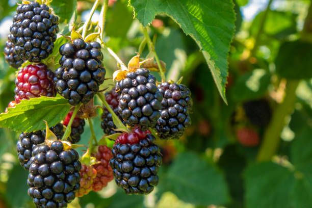 brombeere am busch im bauerngarten - brombeere brombeere und himbeere stock-fotos und bilder