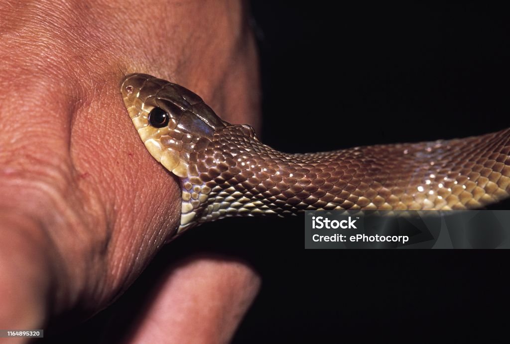 Argyrogena Fasciolatus Banded Racer This Snake Is Often Mistaken For A