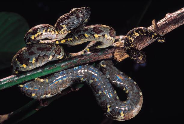 istock Trimeresurus Malabaricus. Malabar Pit Viper. Iridescence on ventrals and prehensile tail are clearly seen. Venomous. Koyna, Maharashtra, India. 1164895865