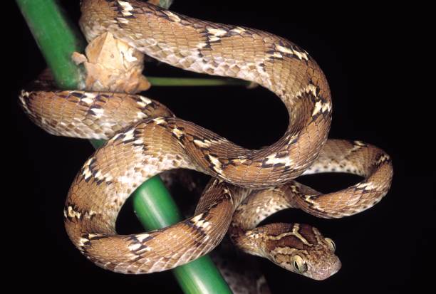 istock Boiga Trigonata. Cat snake. Non venomous. Maharashtra, India. 1164896853