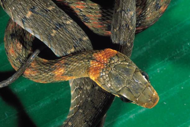 istock Rhabdophis Himalayanus. Himalayan Keelback. Venomous. Note the nuchal groove and head shields. Arunachal Pradesh, India. 1164896888
